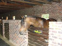 StarlightStables