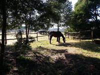 StarlightStables
