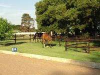 StarlightStables