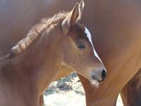 StarlightStables