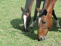 StarlightStables