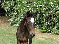 StarlightStables
