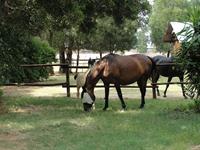 StarlightStables