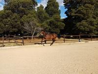 StarlightStables