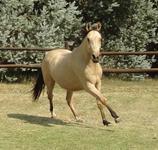 StarlightStables