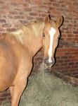 StarlightStables