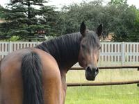 StarlightStables