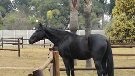 StarlightStables
