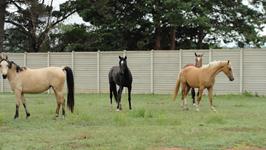 StarlightStables