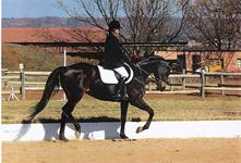 StarlightStables