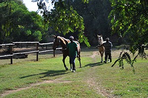 Grooms with horses